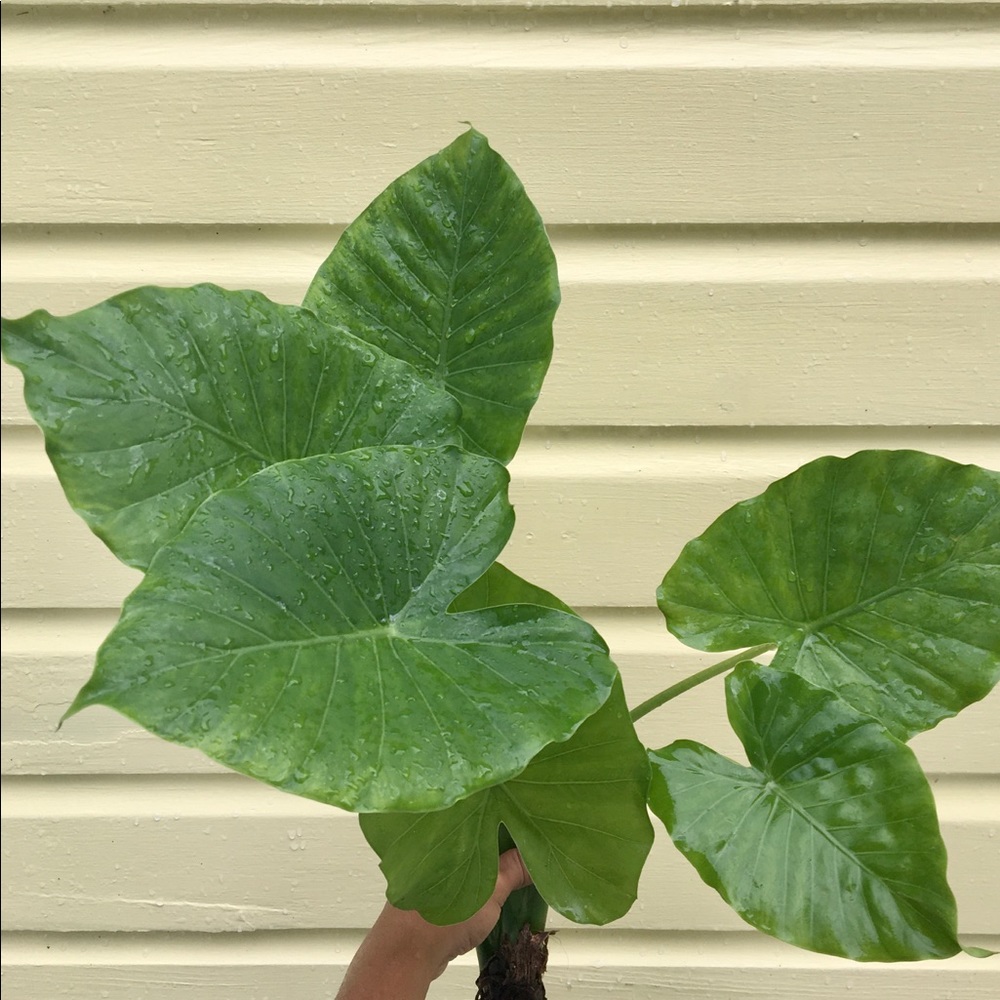 Elephant Ear tropical plants -Colocasia-